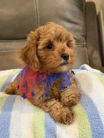 Macho, a male Cavapoo for sale in Springfield, MO – 1 of 10