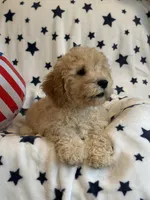 Issac, a male Cavapoo for sale in Springfield, MO – 6 of 10