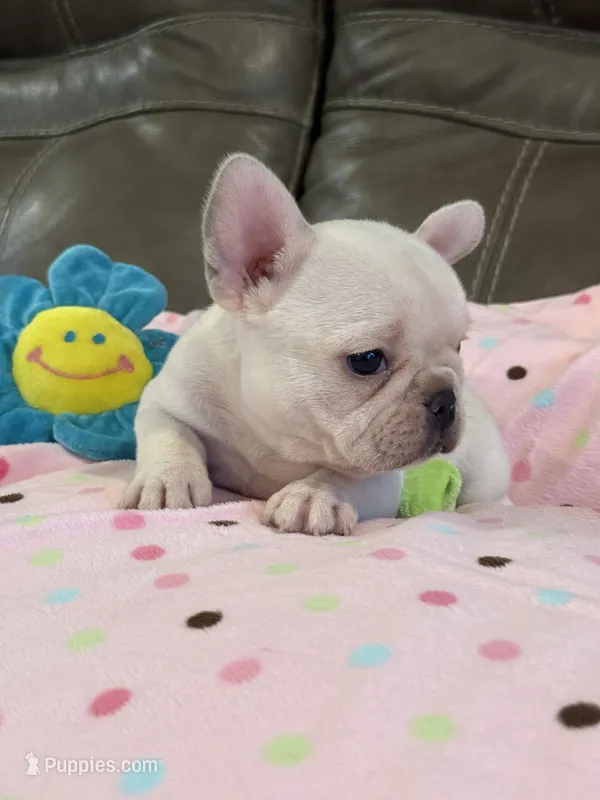 Ava – French Bulldog puppy for sale in Springfield, MO