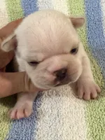 Alvin, a male French Bulldog for sale in Springfield, MO – 3 of 6