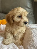 Gretta, a female Cavapoo for sale in Springfield, MO – 9 of 10