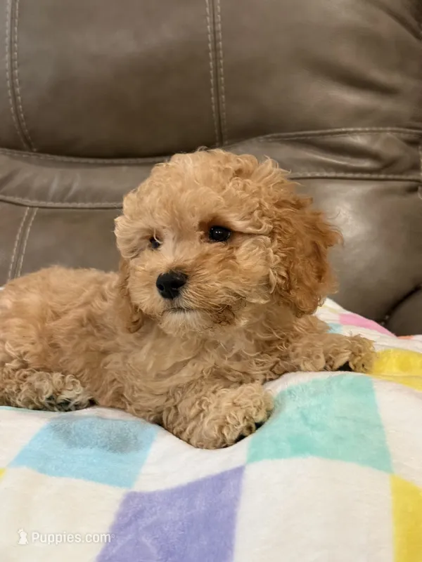 Ian – Cavapoo puppy for sale in Springfield, MO