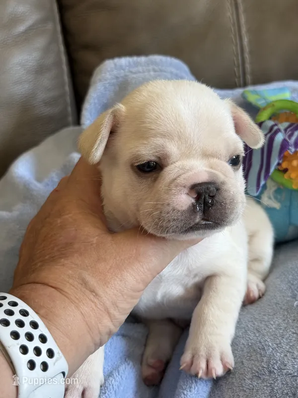 Alvin – French Bulldog puppy for sale in Springfield, MO