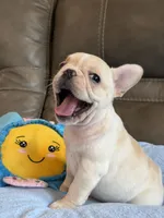 Abby, a female French Bulldog for sale in Springfield, MO – 6 of 10