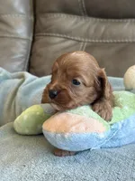 Sam, a male Cavapoo for sale in Springfield, MO – Photo 4 of 10