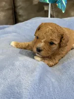 Melvin, a male Cavapoo for sale in Springfield, MO – 6 of 10