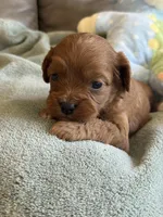 Sam, a male Cavapoo for sale in Springfield, MO – Photo 2 of 10