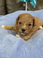 Melvin, a male Cavapoo for sale in Springfield, MO – 3 of 10