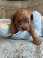 Sam, a male Cavapoo for sale in Springfield, MO – Photo 9 of 10