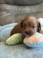 Sam, a male Cavapoo for sale in Springfield, MO – Photo 3 of 10