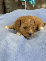 Melvin, a male Cavapoo for sale in Springfield, MO – 5 of 10