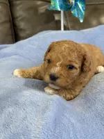 Melvin, a male Cavapoo for sale in Springfield, MO – 9 of 10