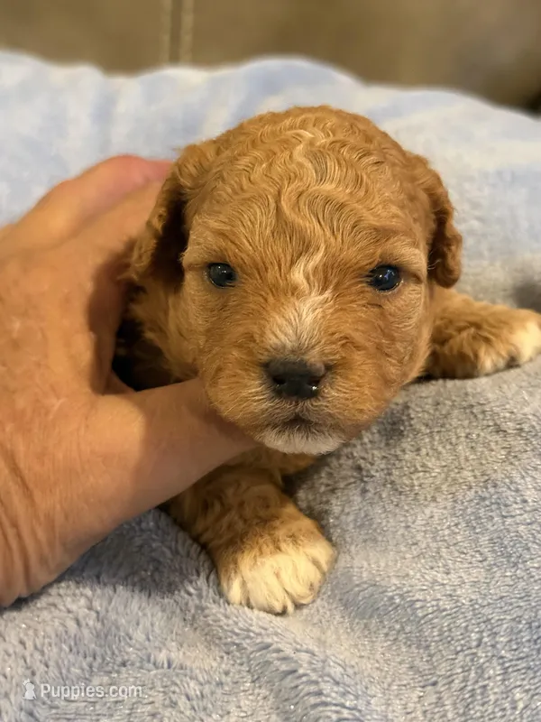 Melvin – Cavapoo puppy for sale in Springfield, MO