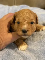 Melvin, a male Cavapoo for sale in Springfield, MO – 1 of 10