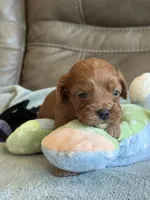 Sam, a male Cavapoo for sale in Springfield, MO – Photo 6 of 10