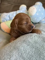 Sam, a male Cavapoo for sale in Springfield, MO – Photo 7 of 10