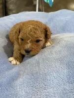 Melvin, a male Cavapoo for sale in Springfield, MO – 8 of 10