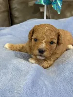 Melvin, a male Cavapoo for sale in Springfield, MO – 4 of 10