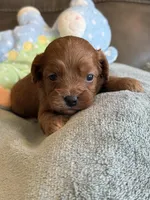 Sam, a male Cavapoo for sale in Springfield, MO – Photo 1 of 10