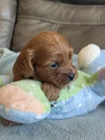 Sam, a male Cavapoo for sale in Springfield, MO – Photo 8 of 10