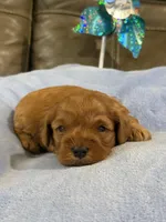 Melvin, a male Cavapoo for sale in Springfield, MO – 10 of 10