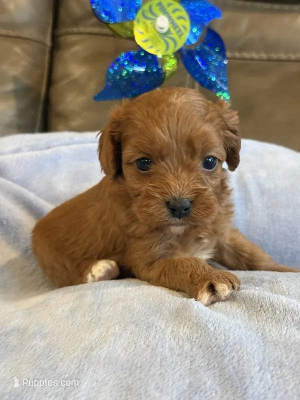 Sam – Cavapoo puppy for sale in Springfield, MO