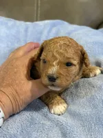 Melvin, a male Cavapoo for sale in Springfield, MO – 7 of 10