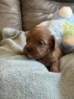 Sam, a male Cavapoo for sale in Springfield, MO – Photo 10 of 10