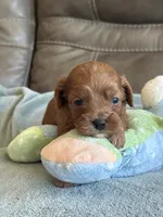 Sam, a male Cavapoo for sale in Springfield, MO – Photo 5 of 10