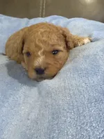 Melvin, a male Cavapoo for sale in Springfield, MO – 2 of 10