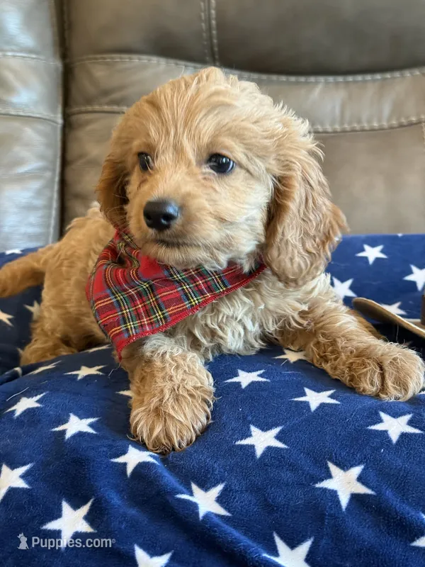 Gizmo – Cavapoo puppy for sale in Springfield, MO