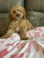 Gabby, a male Cavapoo for sale in Springfield, MO – 6 of 9