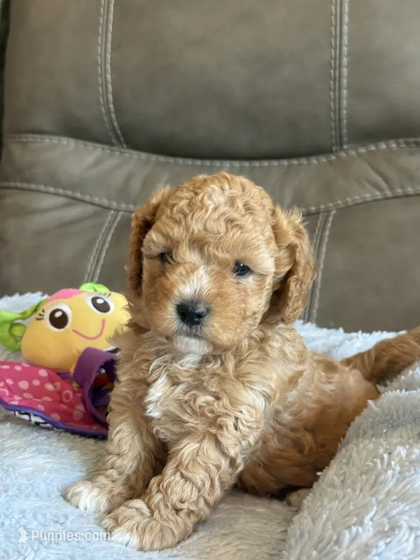 Melvin – Cavapoo puppy for sale in Springfield, MO