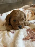 Macho, a male Cavapoo for sale in Springfield, MO – 4 of 8
