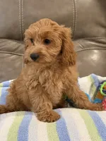 Griffin, a male Cavapoo for sale in Springfield, MO – 10 of 10