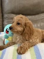 Gizmo, a male Cavapoo for sale in Springfield, MO – 9 of 10
