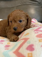 Gina, a female Cavapoo for sale in Springfield, MO – 3 of 10