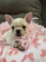 Abby, a female French Bulldog for sale in Springfield, MO – 2 of 9