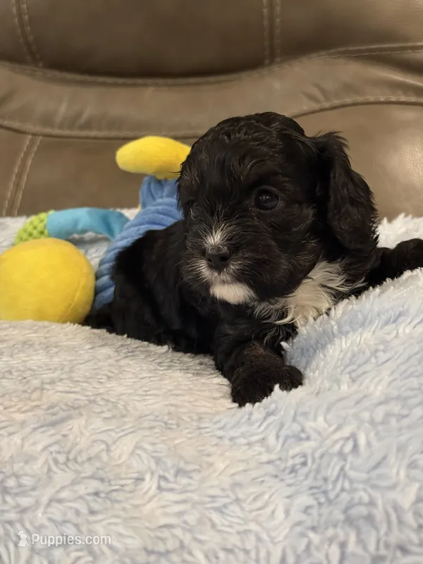 Jett – Cavapoo puppy for sale in Springfield, MO