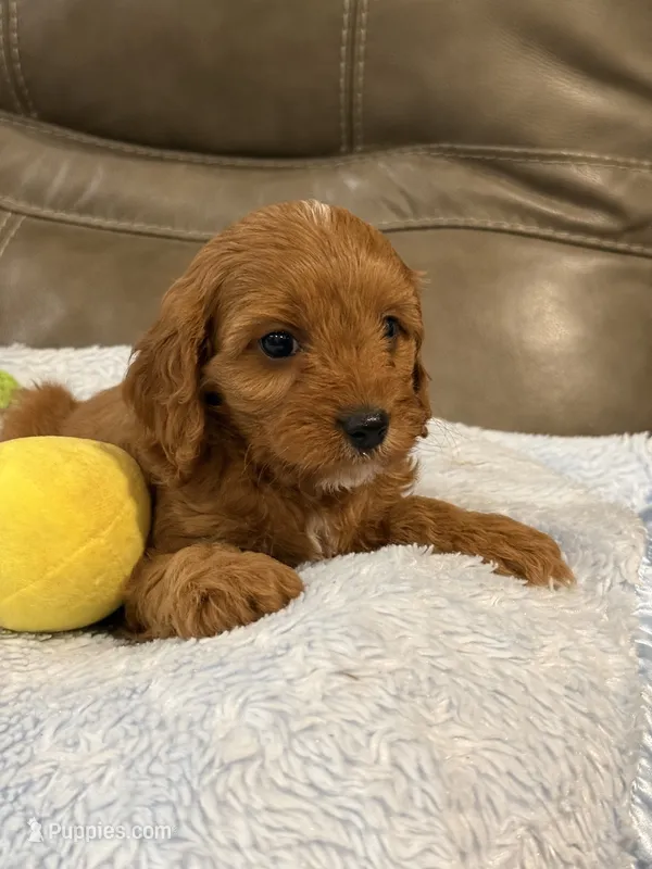Sebastian – Cavapoo puppy for sale in Springfield, MO