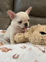 Alex, a male French Bulldog for sale in Springfield, MO – 7 of 10