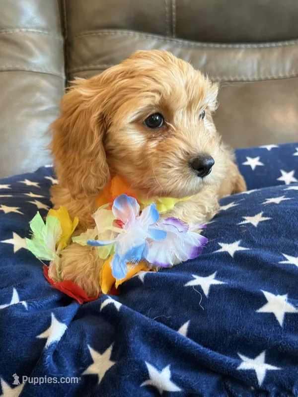 Gretta – Cavapoo puppy for sale in Springfield, MO