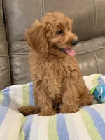 Griffin, a male Cavapoo for sale in Springfield, MO – 4 of 10