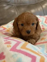 Gina, a female Cavapoo for sale in Springfield, MO – 8 of 10