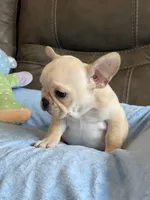 Arlo, a male French Bulldog for sale in Springfield, MO – 8 of 10