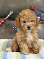 Melvin, a male Cavapoo for sale in Springfield, MO – 6 of 10