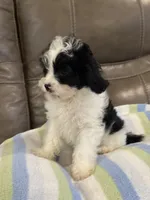 Jasper, a male Cavapoo for sale in Springfield, MO – 7 of 10