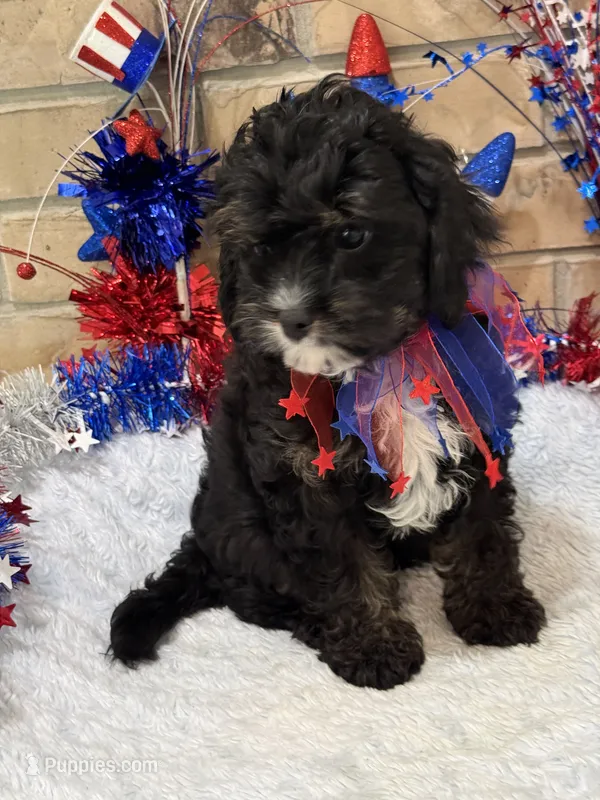 Jett – Cavapoo puppy for sale in Springfield, MO