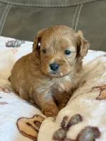 Max, a male Cavapoo for sale in Springfield, MO – 2 of 10