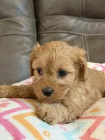 Gretta, a female Cavapoo for sale in Springfield, MO – 3 of 10